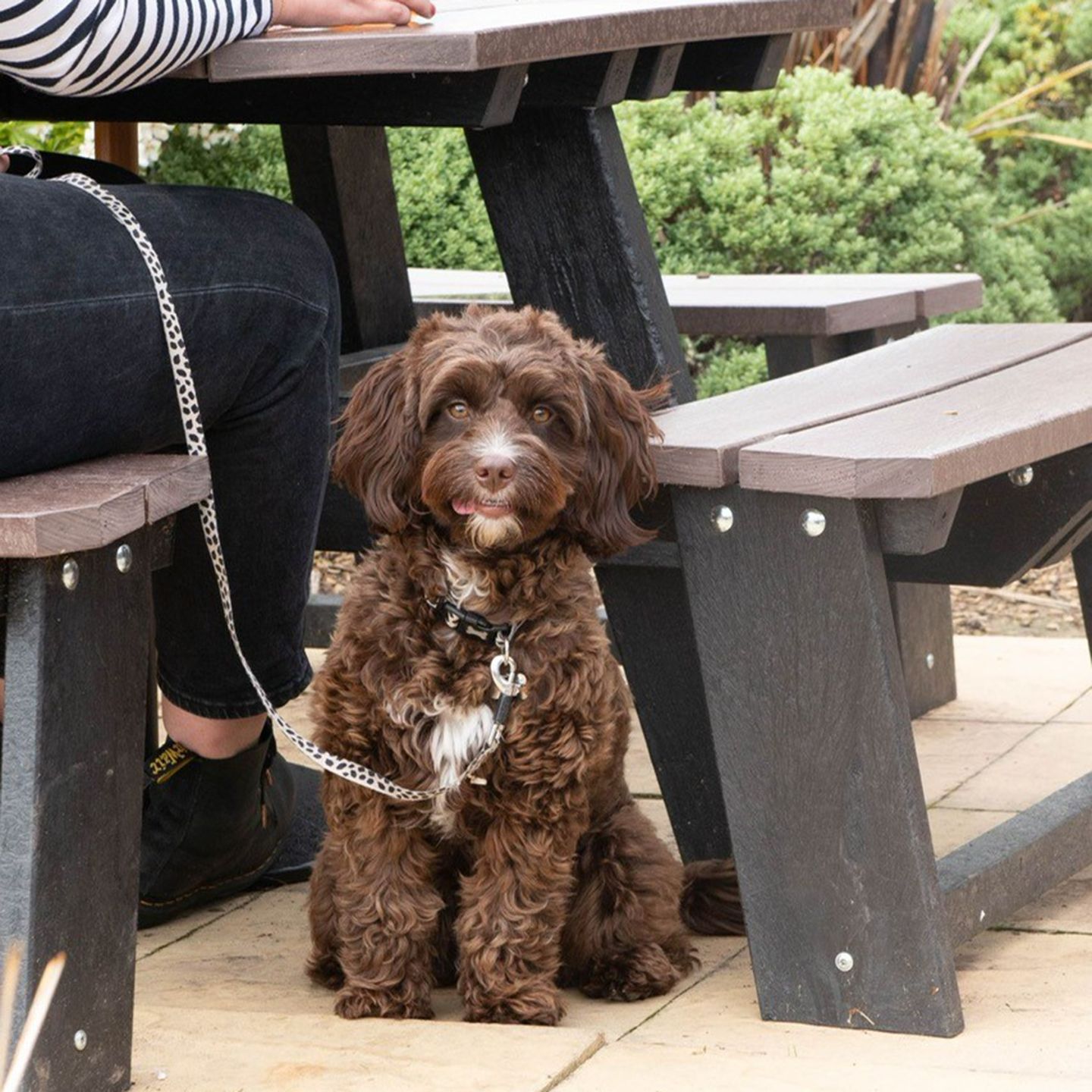 Your local dog friendly pub in Aspull